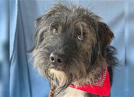 ❤️ zarte Hundeseele GOOFY - 2 Jahre, 45cm/14kg - Schnauzer-Mischling