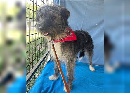 ❤️ zarte Hundeseele GOOFY - 2 Jahre, 45cm/14kg - Schnauzer-Mischling