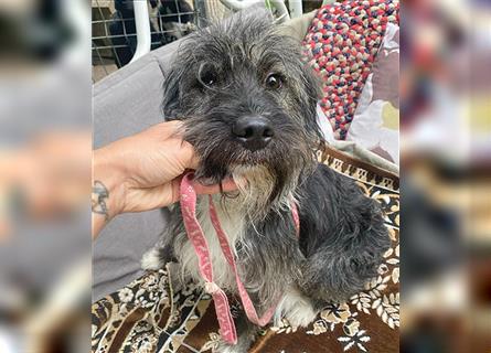 ❤️ zarte Hundeseele GOOFY - 2 Jahre, 45cm/14kg - Schnauzer-Mischling