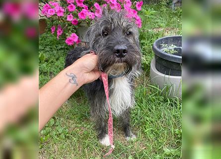 ❤️ zarte Hundeseele GOOFY - 2 Jahre, 45cm/14kg - Schnauzer-Mischling