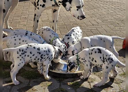 Dalmatiner Welpen aus liebevolle Zucht sucht Personal ♡