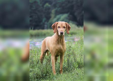 Reinrassige Magyar Vizsla Welpen