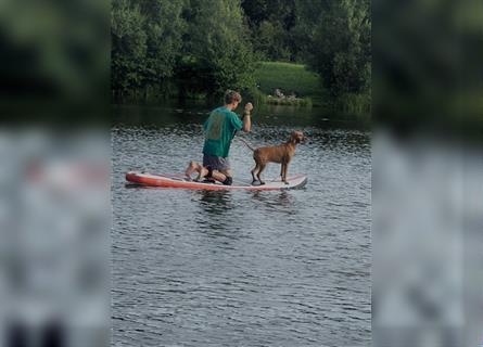 Reinrassige Magyar Vizsla Welpen