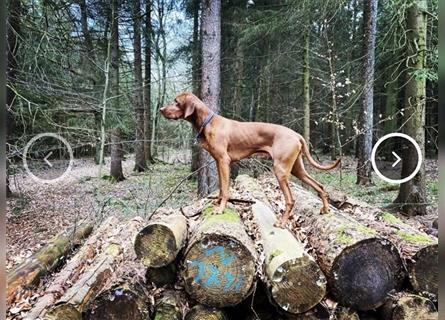 Reinrassige Magyar Vizsla Welpen