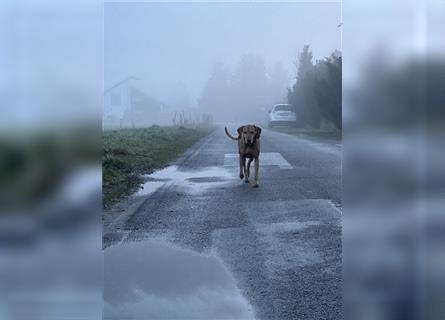 Reinrassige Magyar Vizsla Welpen