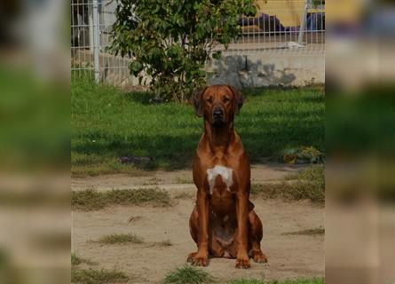 Wurfankündigung Rhodesian Ridgeback Welpen mit Papiere