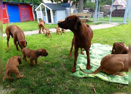 Wurfmeldung Rhodesian Ridgeback Welpen mit Papiere