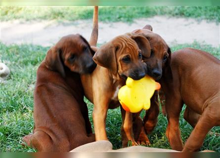 Wurfmeldung Rhodesian Ridgeback Welpen mit Papiere