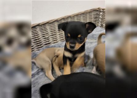 Zwergspitz/Chihuahua-Rehpinscher Welpen