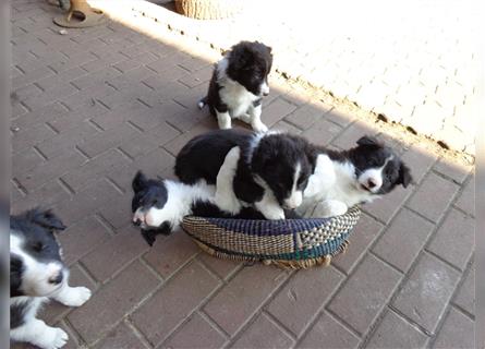 Border Collie Welpen wie Bolle