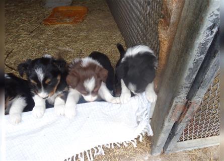 Border Collie Welpen wie Bolle; geb.26.o6.2024; reisebereit