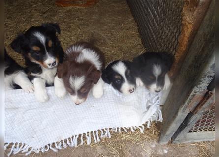 Border Collie Welpen wie Bolle