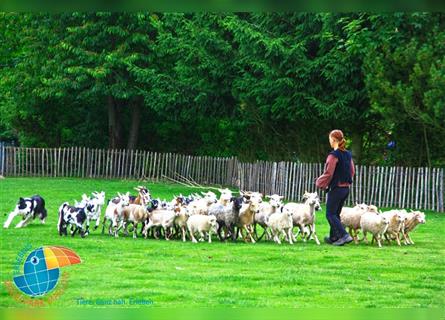 Border Collie Welpen wie Bolle; geb.26.o6.2024; reisebereit