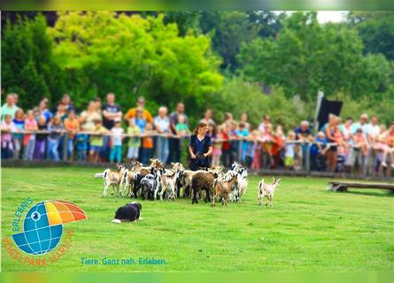 Border Collie Welpen wie Bolle