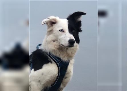 Border Collie Welpen wie Bolle