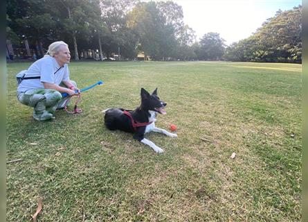 Border Collie Welpen wie Bolle