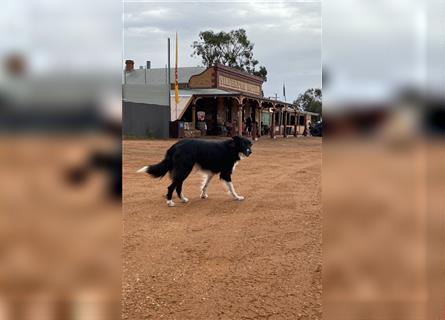 Border Collie Welpen wie Bolle