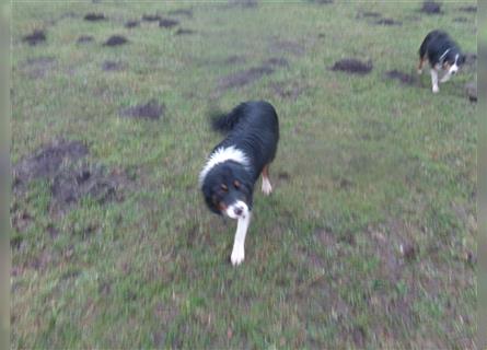 Border Collie Welpen wie Bolle