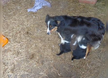 Border Collie Welpen wie Bolle