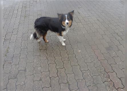 Border Collie Welpen wie Bolle