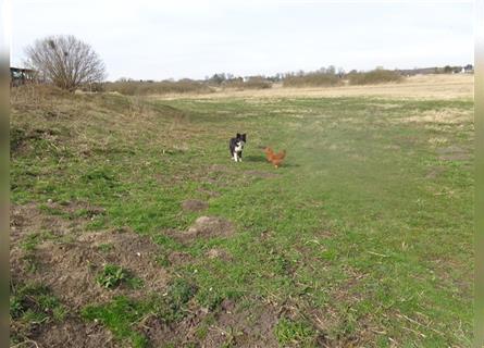 Border Collie Welpen wie Bolle