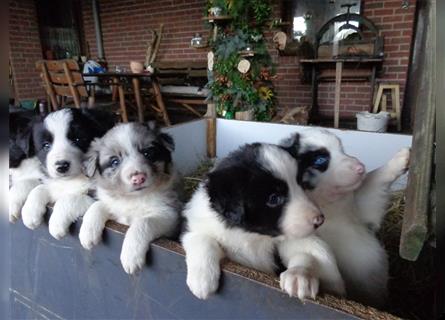 Border Collie Welpen wie Bolle