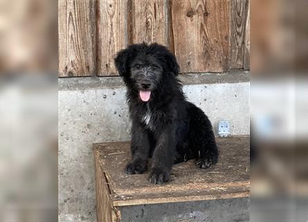 Welpen,Schafpudel Mioritic(Rumänischer Herdenschutzhund)Mix