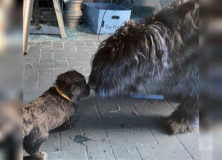 Welpen,Schafpudel Mioritic(Rumänischer Herdenschutzhund)Mix