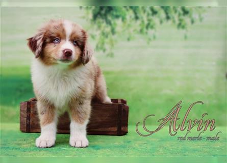 Miniature Australian Shepherd Welpen / Mini Aussie Welpen