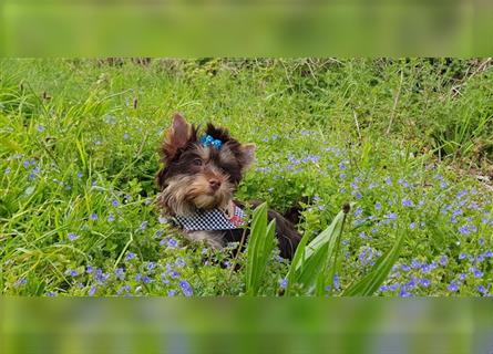 Yorkshire Terrier Rüde aus Champion Verpaarung & Körzucht mit Stammbaum
