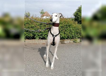 Tigrina, Galgo Espagnol, lieb und verträglich