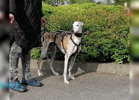 Tigrina, Galgo Espagnol, lieb und verträglich