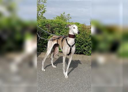 Tigrina, Galgo Espagnol, lieb und verträglich