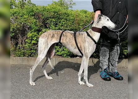 Tigrina, Galgo Espagnol, lieb und verträglich