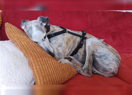 Tigrina, Galgo Espagnol, lieb und verträglich