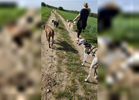 Tigrina, Galgo Espagnol, lieb und verträglich