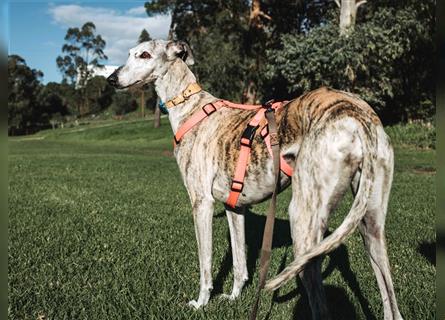 Tigrina, Galgo Espagnol, lieb und verträglich