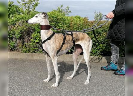 Tigrina, Galgo Espagnol, lieb und verträglich