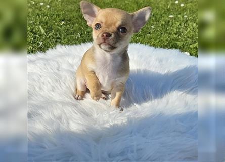 Chihuahua Welpe "Cappuccino" darf bald ausziehen! ? :)