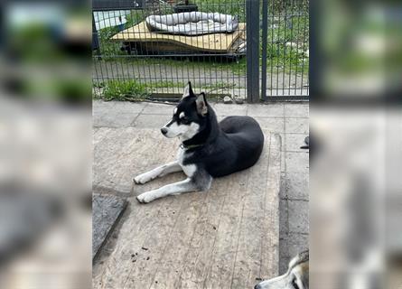 Sibirische Husky Welpen