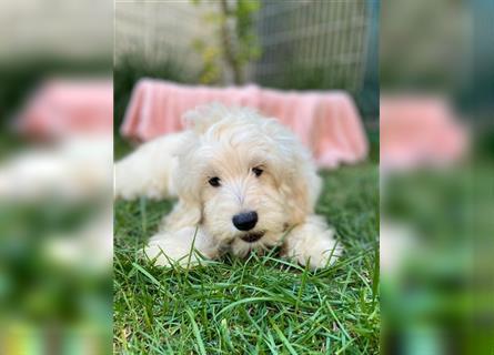 Cockapoo Welpen   (Cockapoo x Zwergpudel)