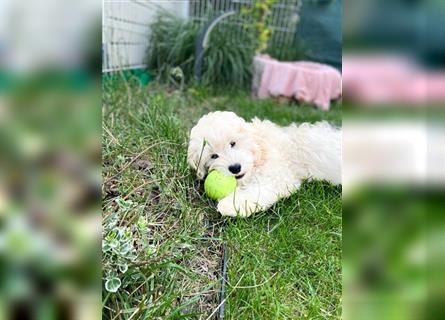 Cockapoo Welpen   (Cockapoo x Zwergpudel)