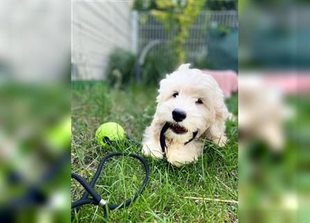 Cockapoo Welpen   (Cockapoo x Zwergpudel)