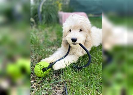 Cockapoo Welpen   (Cockapoo x Zwergpudel)