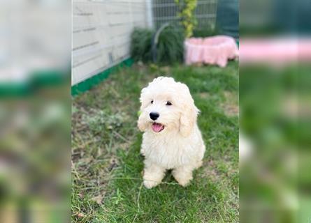 Cockapoo Welpen   (Cockapoo x Zwergpudel)