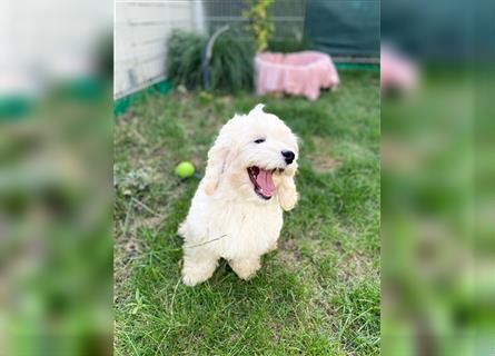 Cockapoo Welpen   (Cockapoo x Zwergpudel)