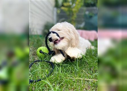 Cockapoo Welpen   (Cockapoo x Zwergpudel)