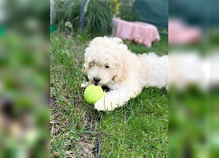 Cockapoo Welpen   (Cockapoo x Zwergpudel)