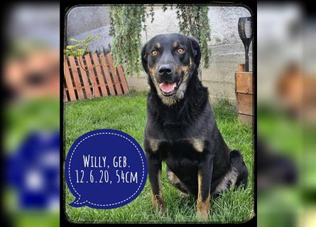 Willy - ein traumhafter Anfängerhund ist auf der Suche