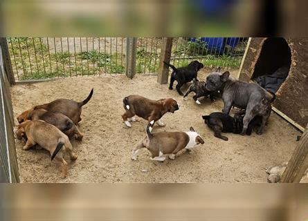 süsse kleine Französische Bulldogge und mini Australien Shepherd Mix Welpen Rüden und Hündin